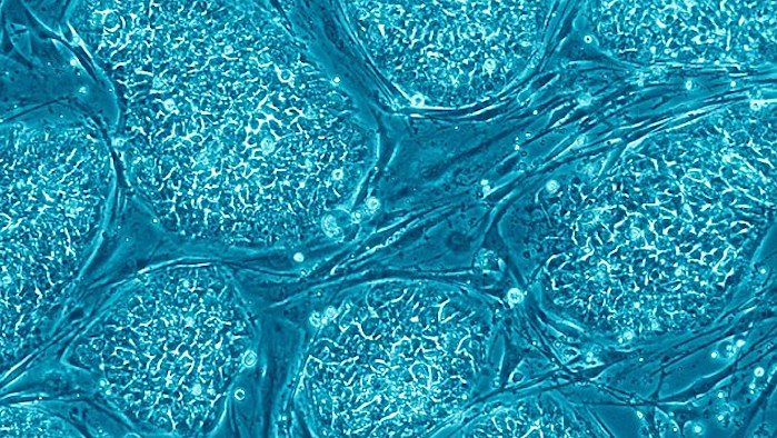 Stem cells