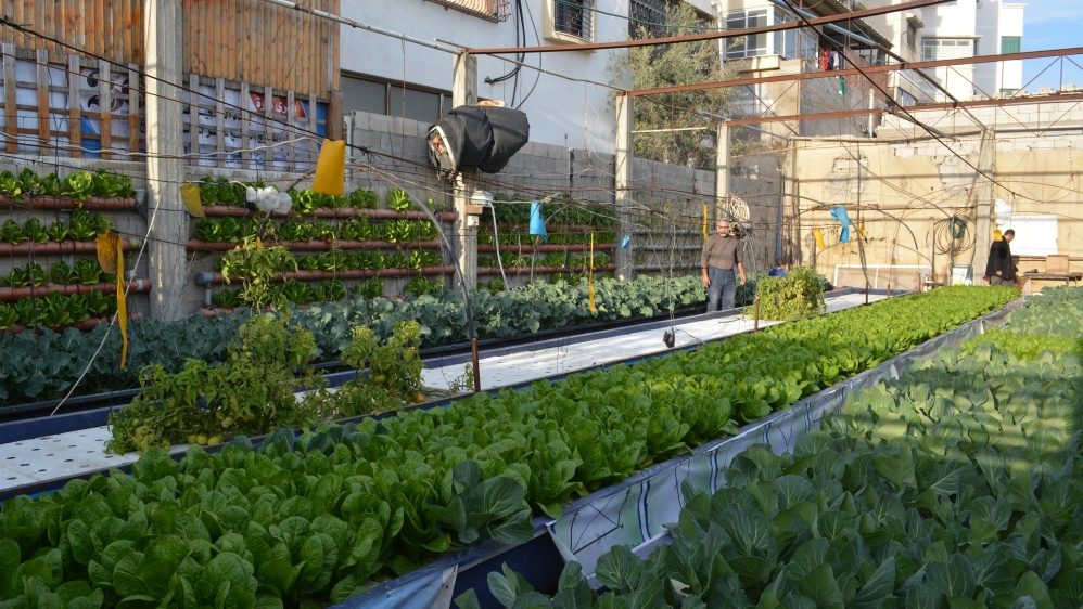 Click to enlarge aquaponic farming