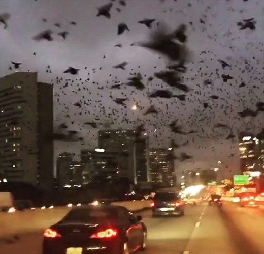 Thousands of Black Birds Seize Control of Houston Sky January 2017