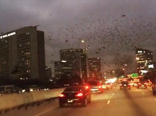 Thousands of Black Birds Seize Control of Sky in Houston, Texas January 2017