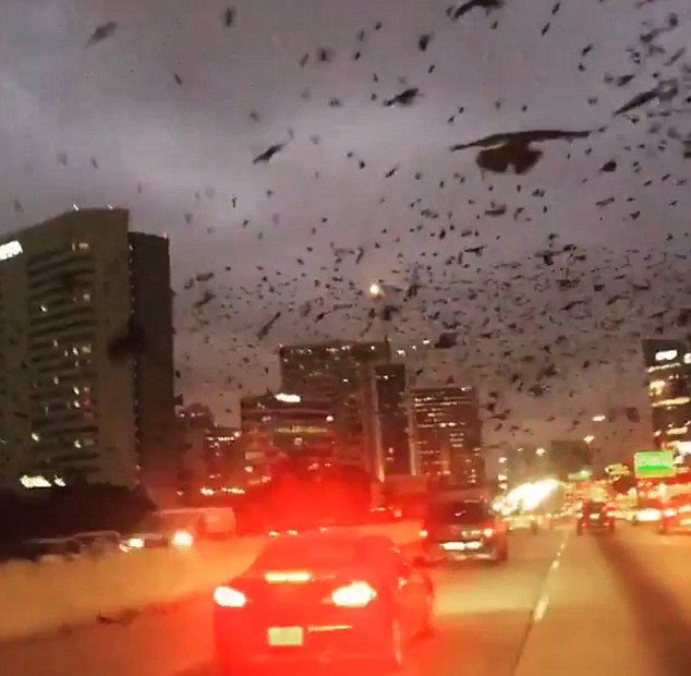 Thousands of Black Birds Seize Control of Sky in Houston, Texas Janaury 2017