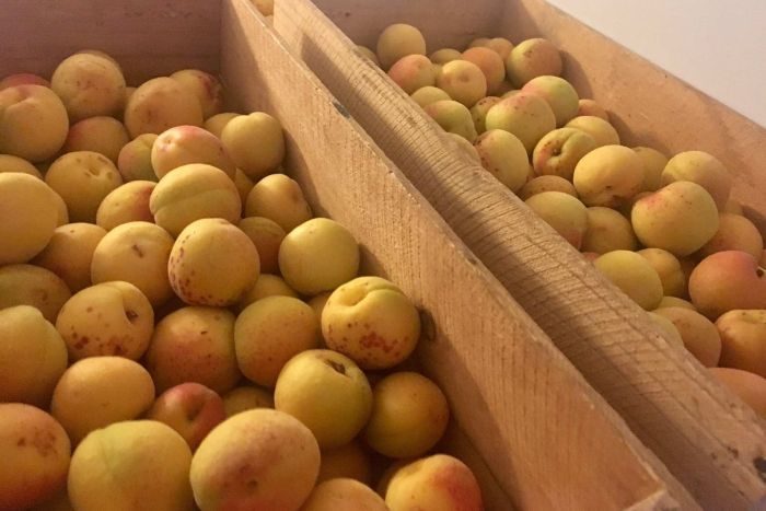 Photo: Taralee Orchard's apricot harvest was a seventh of the normal size crop after the unseasonally wet spring. 