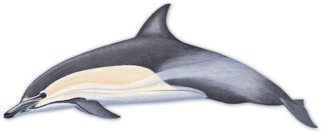 Common Dolphin