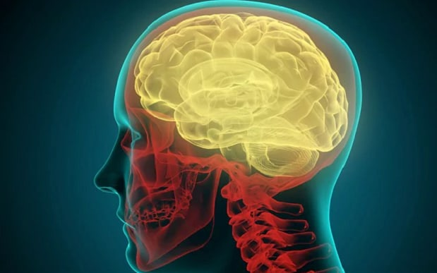 brain alive
