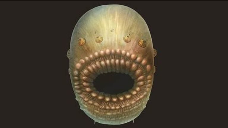 Artist reconstruction of Saccorhytus