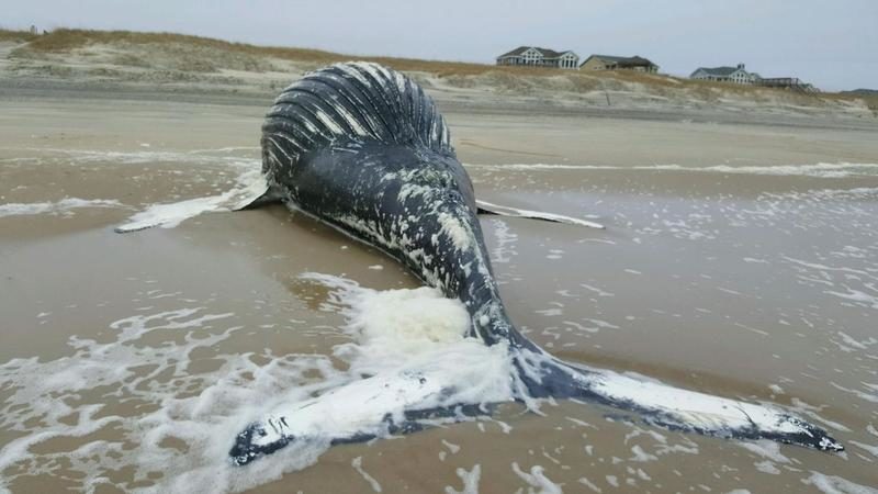  Beached Cuvier Whale at the Outer Banks found Sept. 2016