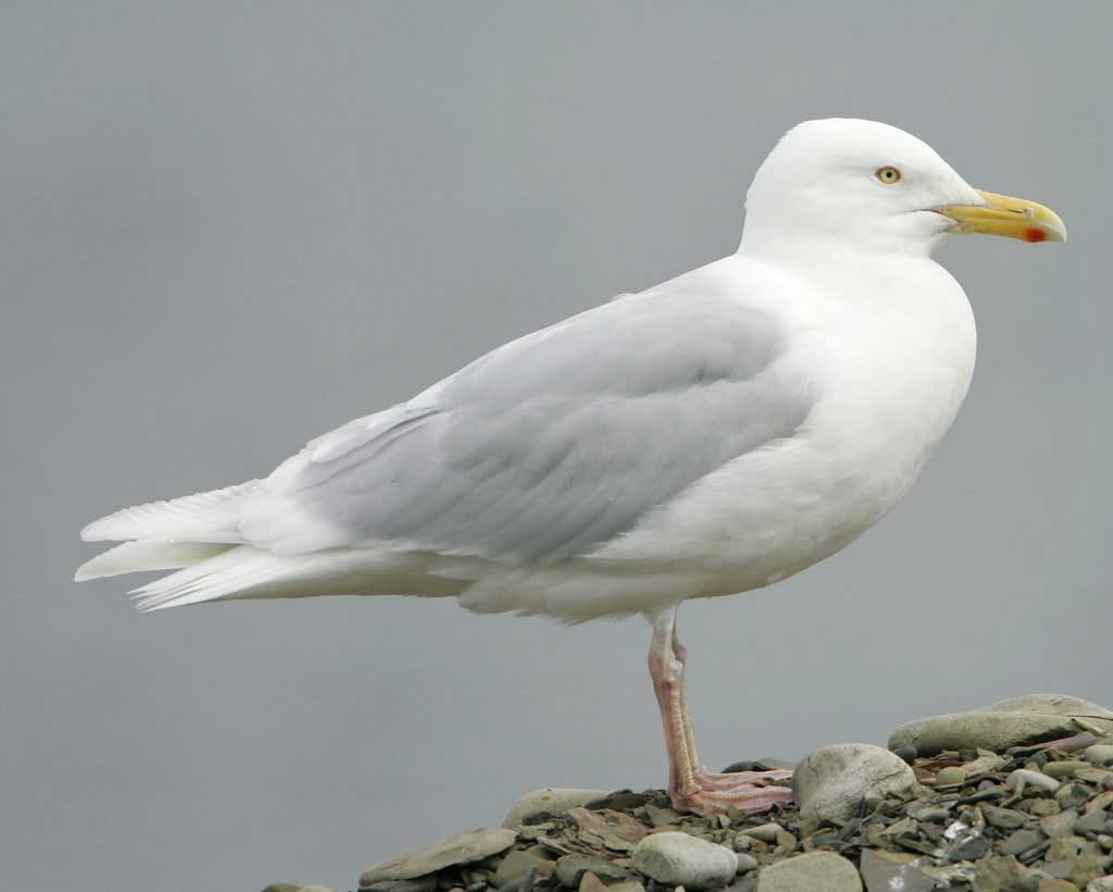 Glaucous gull