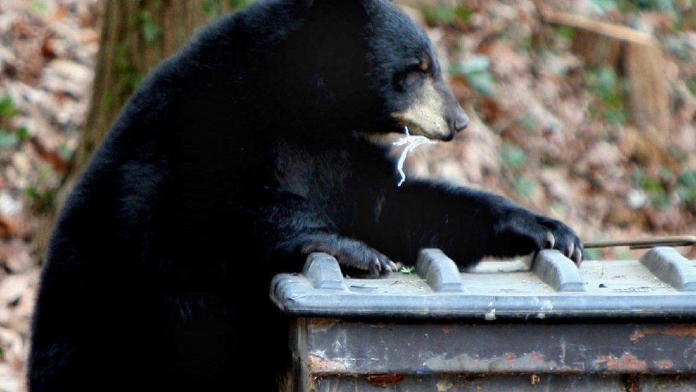 Black bear