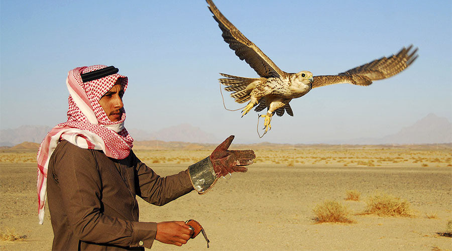 A falcon flies from the glove of its Saudi trainer 