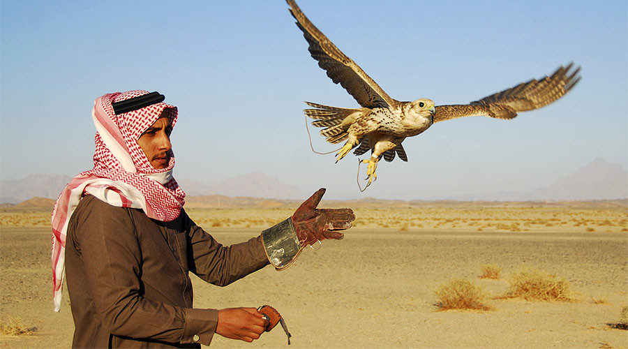 Click to enlarge A falcon flies from the glove of its Saudi trainer