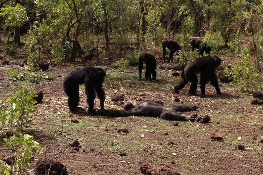Chimps attack and murder former tyrant