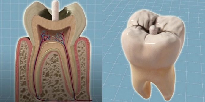 tooth anatomy