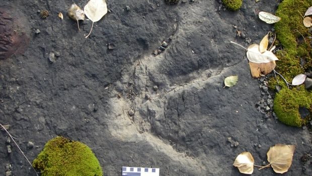 Rare dinosaur prints found in B.C., Canada Therizinosaur