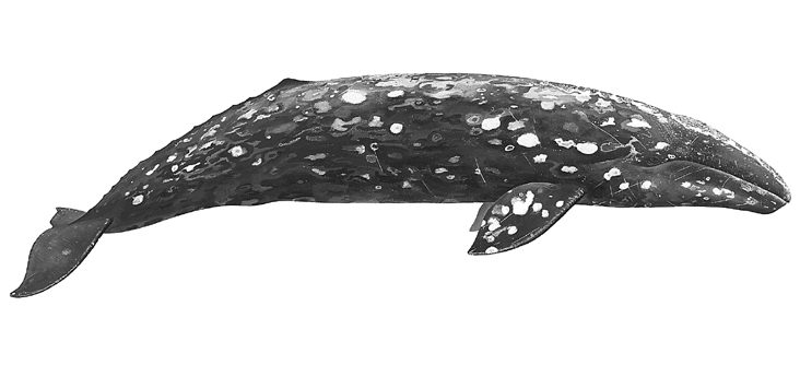 Click to enlarge Gray whale