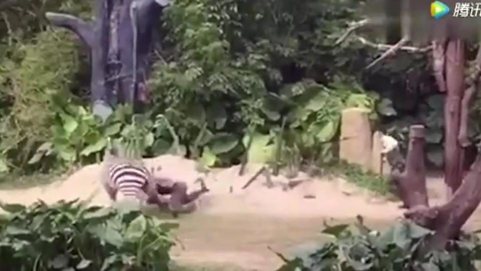 The zebra latches on to the unlucky zookeeper 