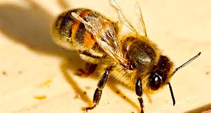 Click to enlarge Bee deformity