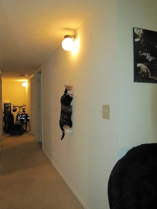 Click to enlarge Wall climbing cat