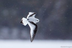Ross’s gull 