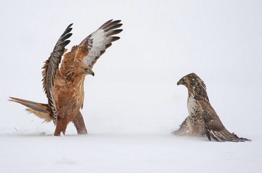 Click to enlarge Birds