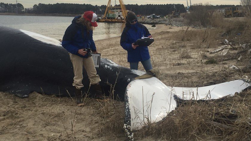 Dead humpback whale
