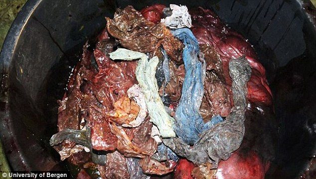 Click to enlarge Researchers dissected the whale's stomach and found huge amounts of plastic, including over 30 plastic bags from Denmark and the UK