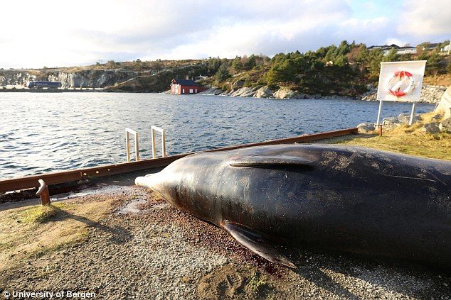 Click to enlarge The whale was in poor condition, and had been stranded several times in shallow waters off the island of Sotra, leading to wardens putting the animal down