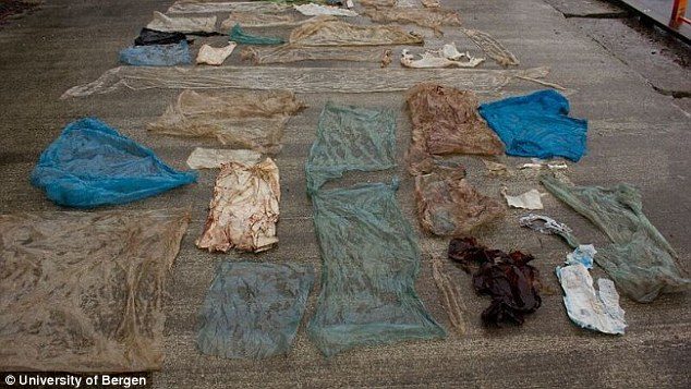 Click to enlarge Over 30 plastic bags were found in the whale's stomach, which the researchers removed and laid out