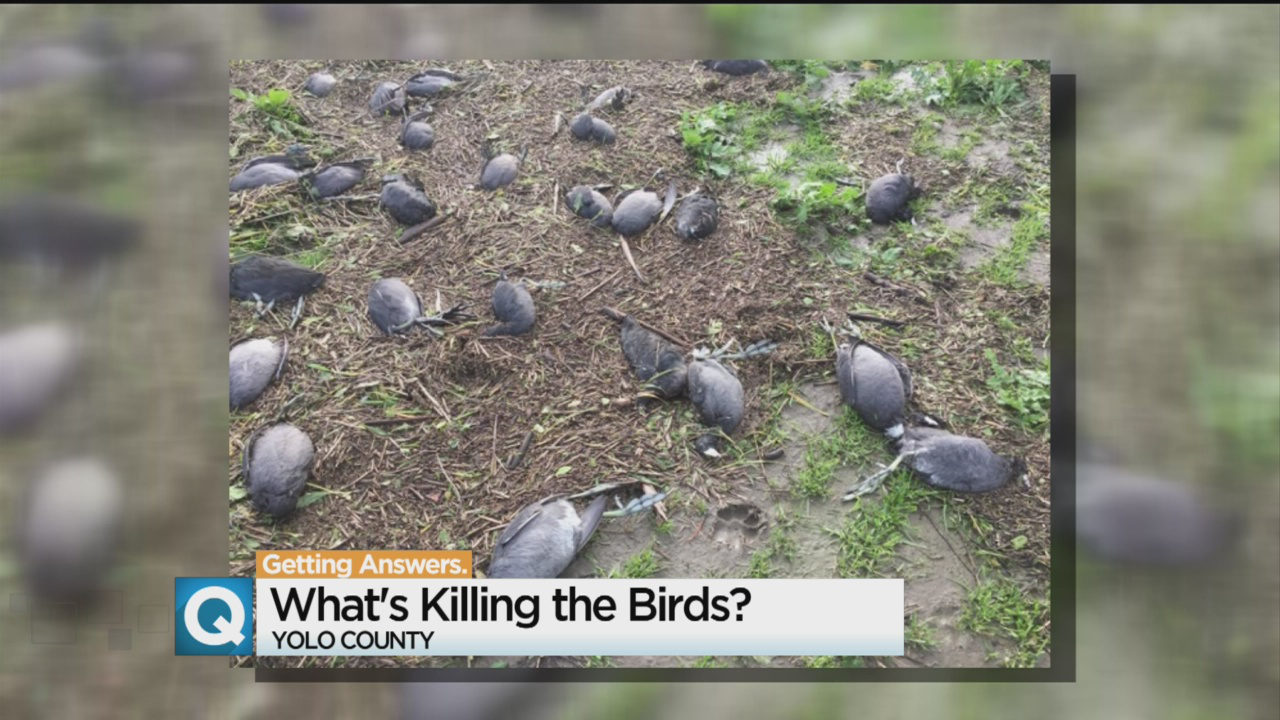 Dead birds