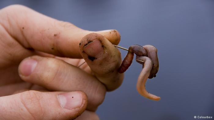 earthworm