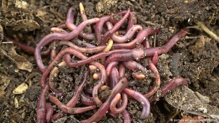earthworms