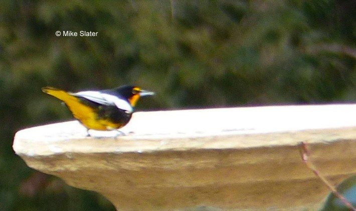 Black-backed Oriole