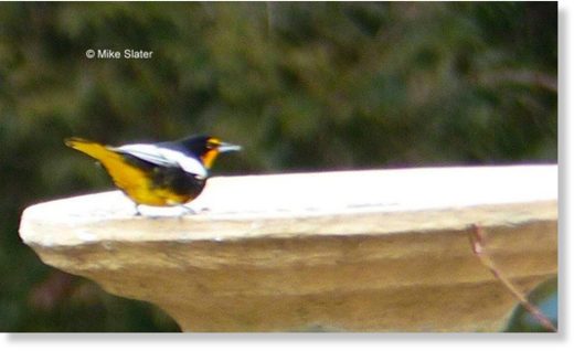 Black-backed Oriole