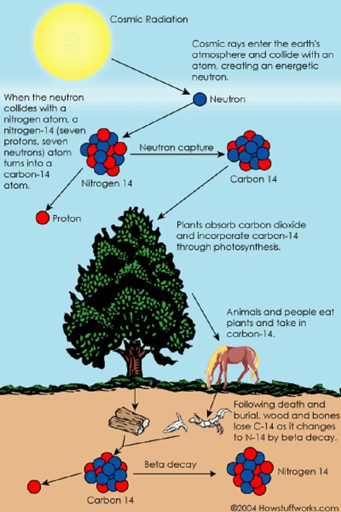 Radio Carbon Dating