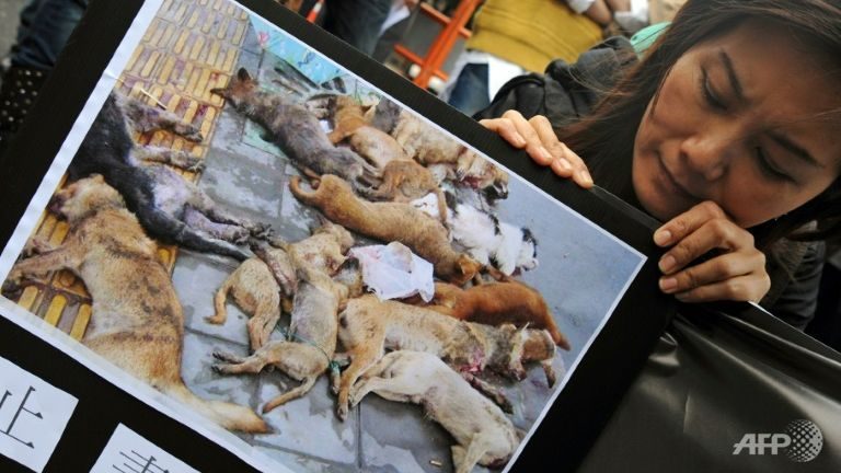 Animal euthanasia in Taiwan