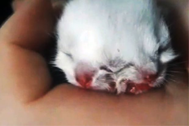 It was reported that the kitten could only eat using one of its mouth. 