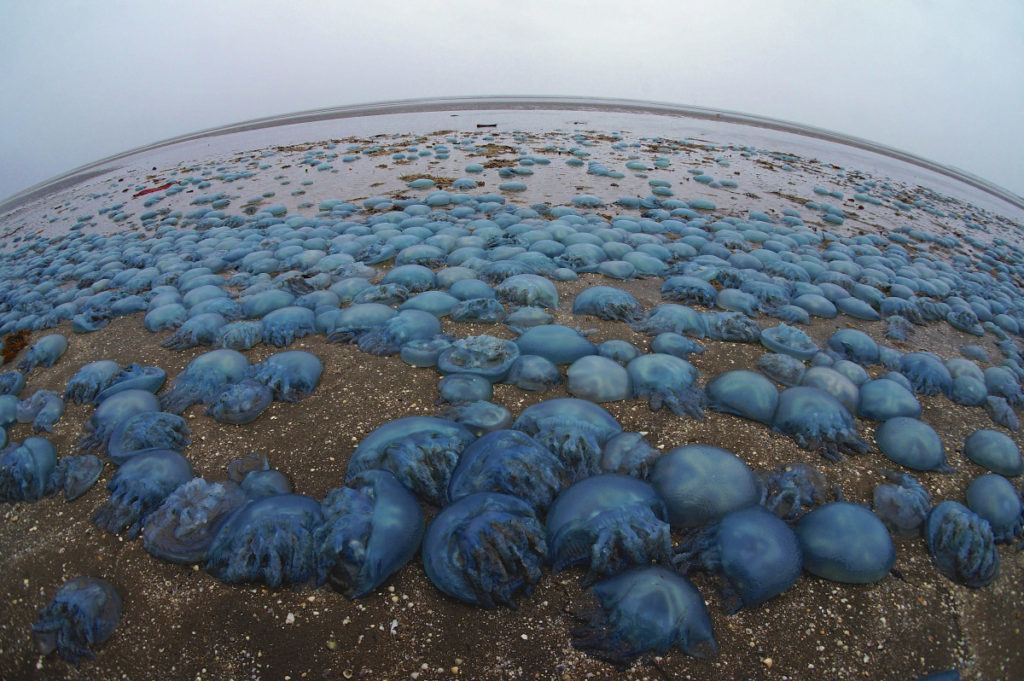 thousands of blue blubber jellyfish 