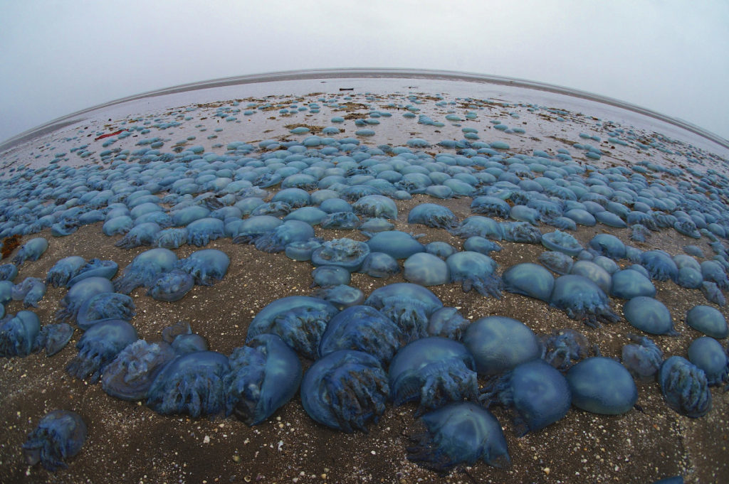 Click to enlarge thousands of blue blubber jellyfish
