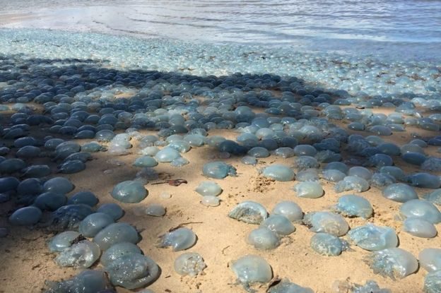 A rare and alien-looking phenomenon. 