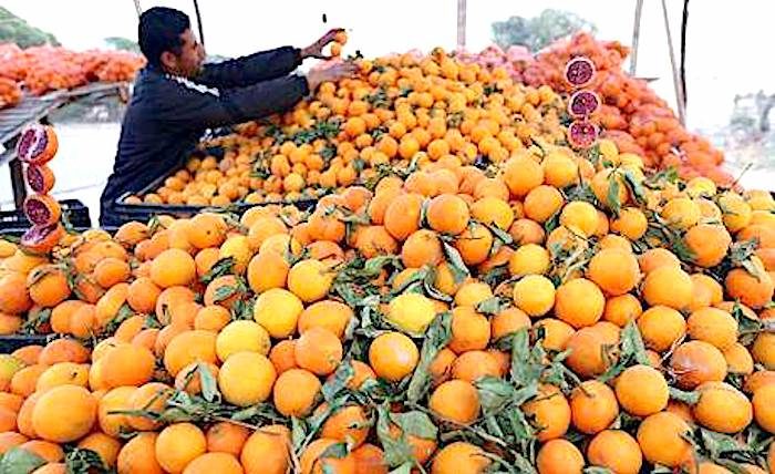 Click to enlarge oranges