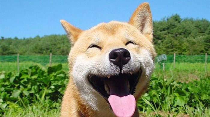smiling dog