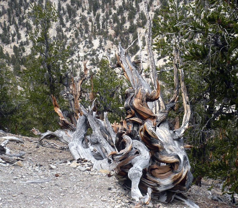 Bristlecone pine