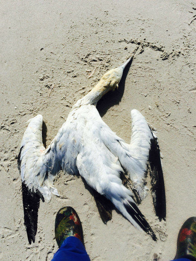 Wildlife experts do not think foul play was involved. 