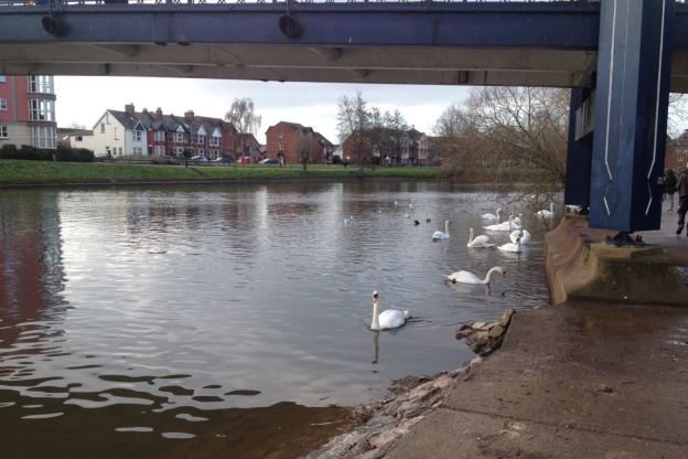 Click to enlarge Swans under a bridge in Exeter