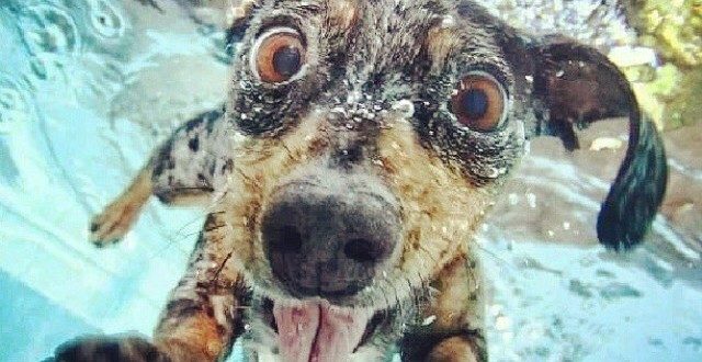 dog under water
