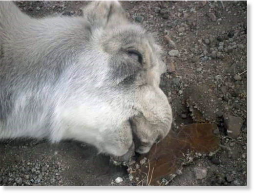 A saiga killed by PPR in Mongolia. Image: 