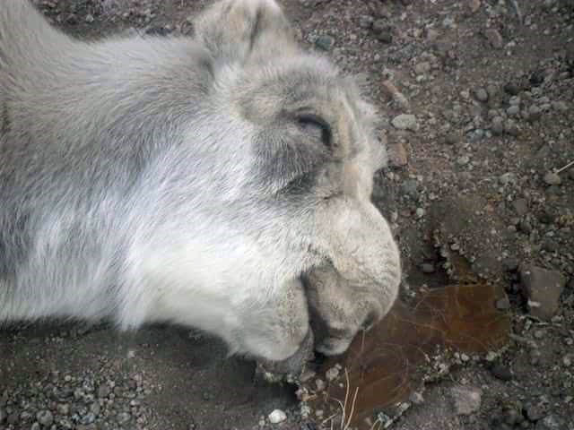 A saiga killed by PPR in Mongolia. Image: 