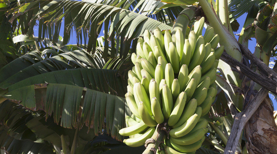 banana tree