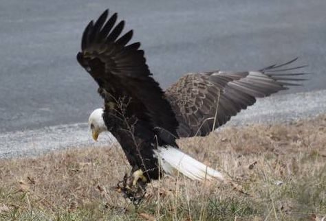 EAGLE
