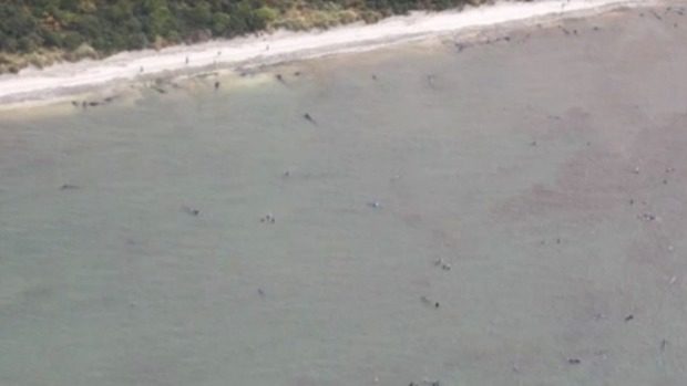 Mass whale stranding New Zealand