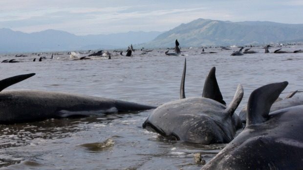 Stranded Whales